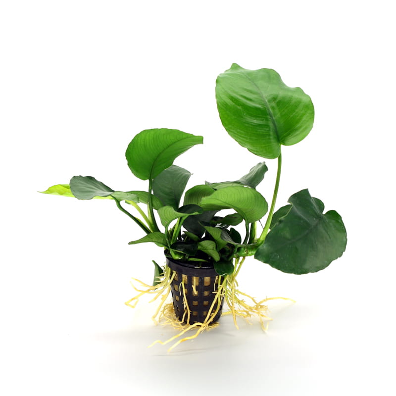 Anubias barterii E.jpg